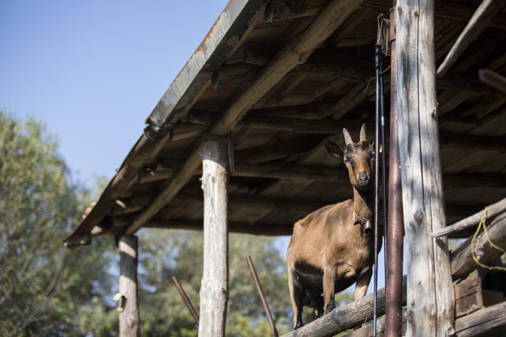 Agriturismo Da Attilio Cannobio Exteriér fotografie